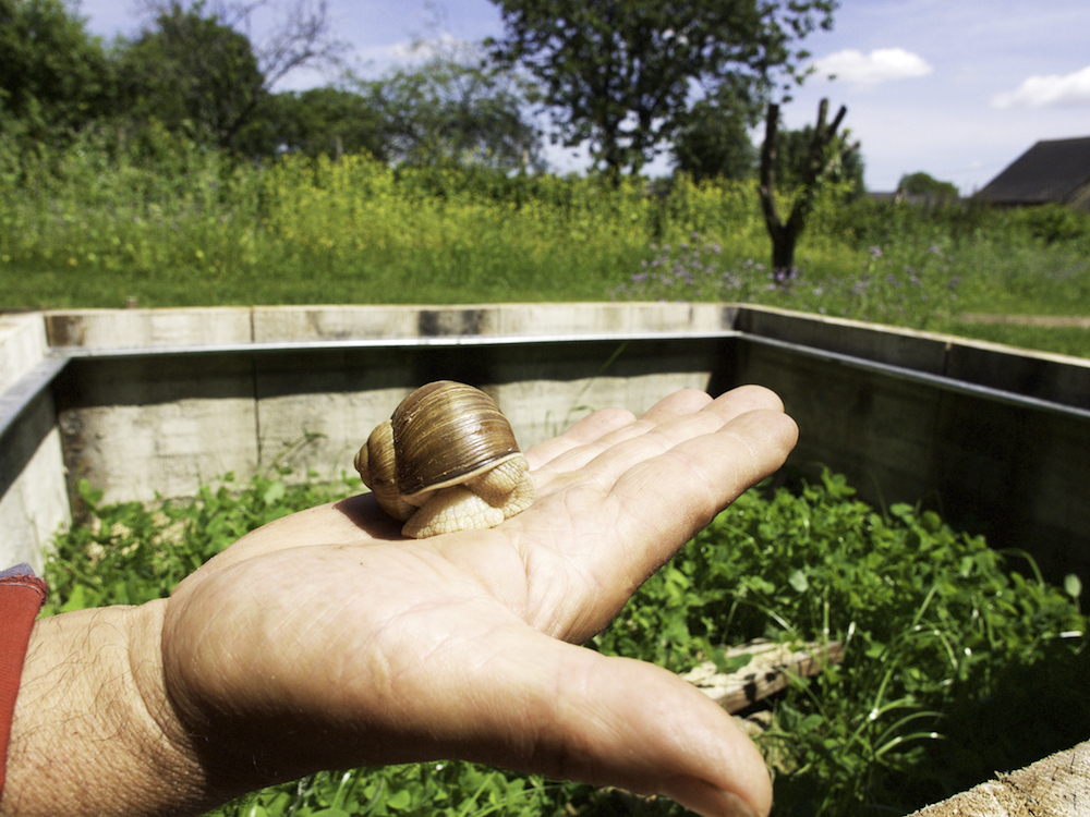 French snails, snail farm, attractions of Brittany