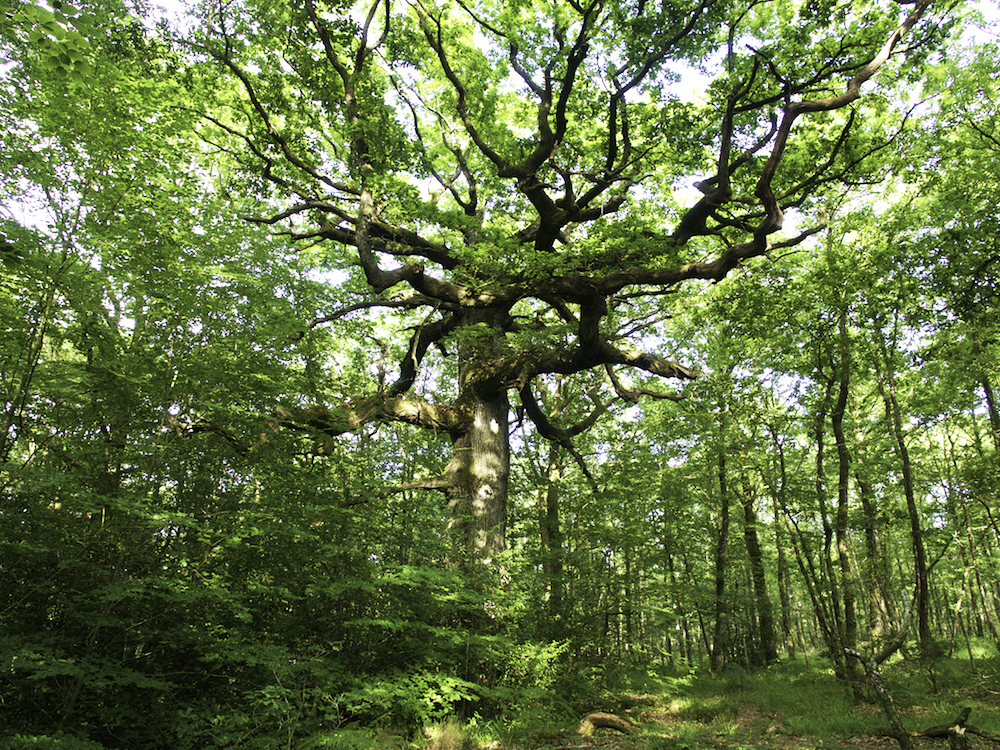 Brocelainde forest, walking in Brittany, 