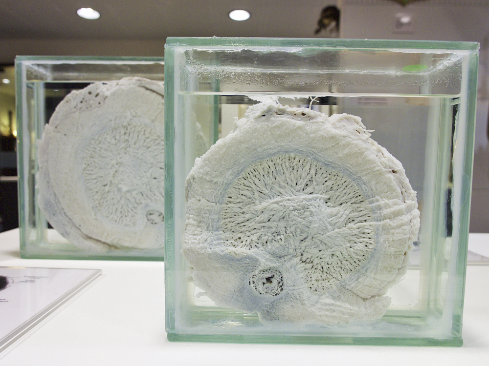 Icelandic Phallological Museum, Reykjavik museums