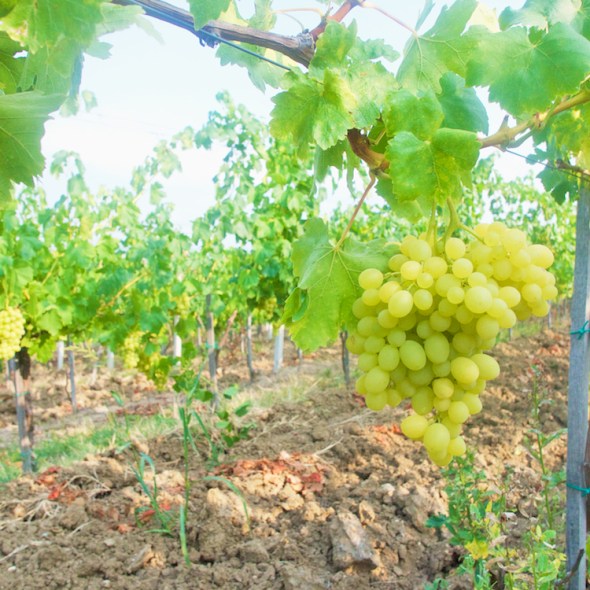 best romanian wines, visit the romanian vineyards, casa isarescu