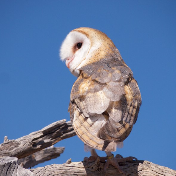 Arizona-Sonora Desert Museum