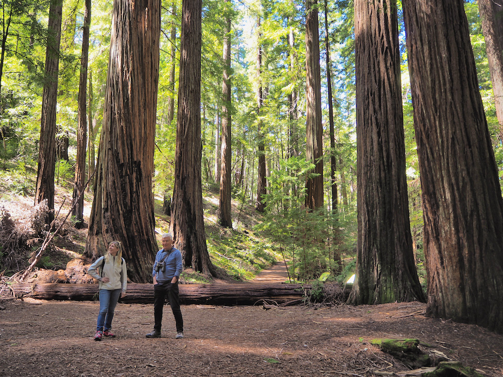 Montgomery Woods california, best redwood forest in mendocino