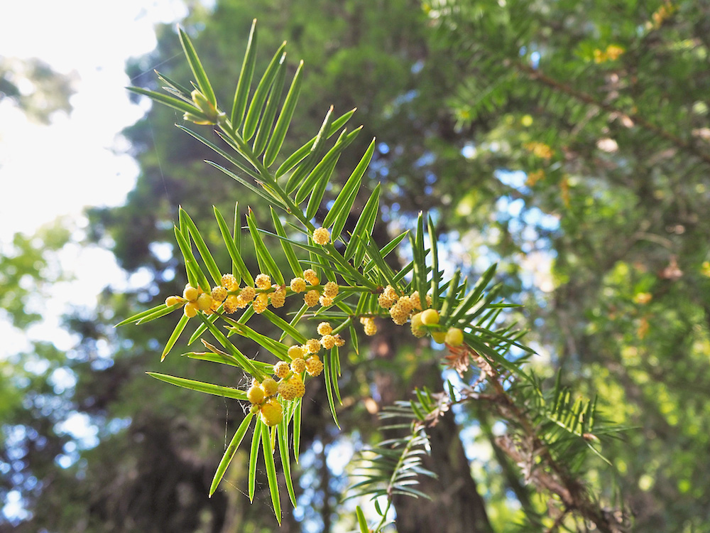 oldest redwood trees, highest sequoia trees, california redwood
