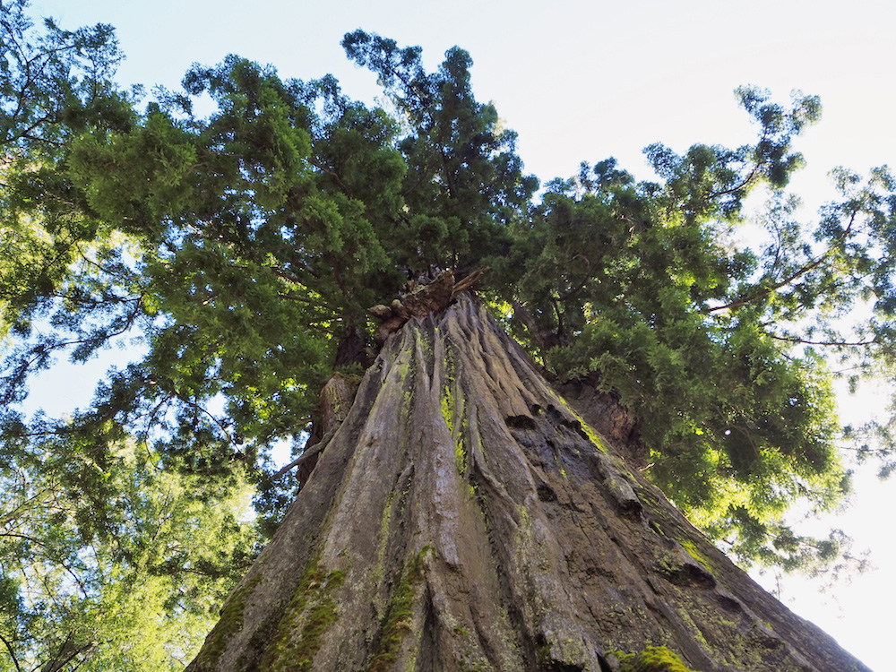 Celebrating its centennial, 'Save the Redwoods League' embraces ...