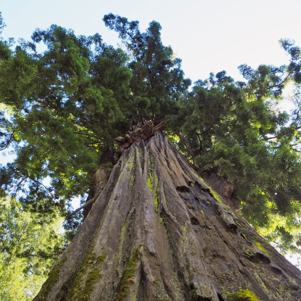 save the redwood league, avenue of the giants