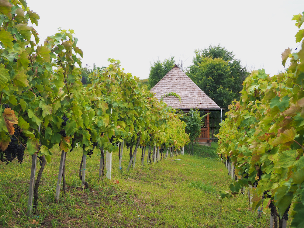 Mugur Isarescu wines, National Bank Governor Romania, wine making in Romania