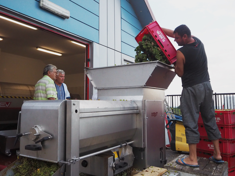 making wine in romania, wine making in romania, casa isarescu