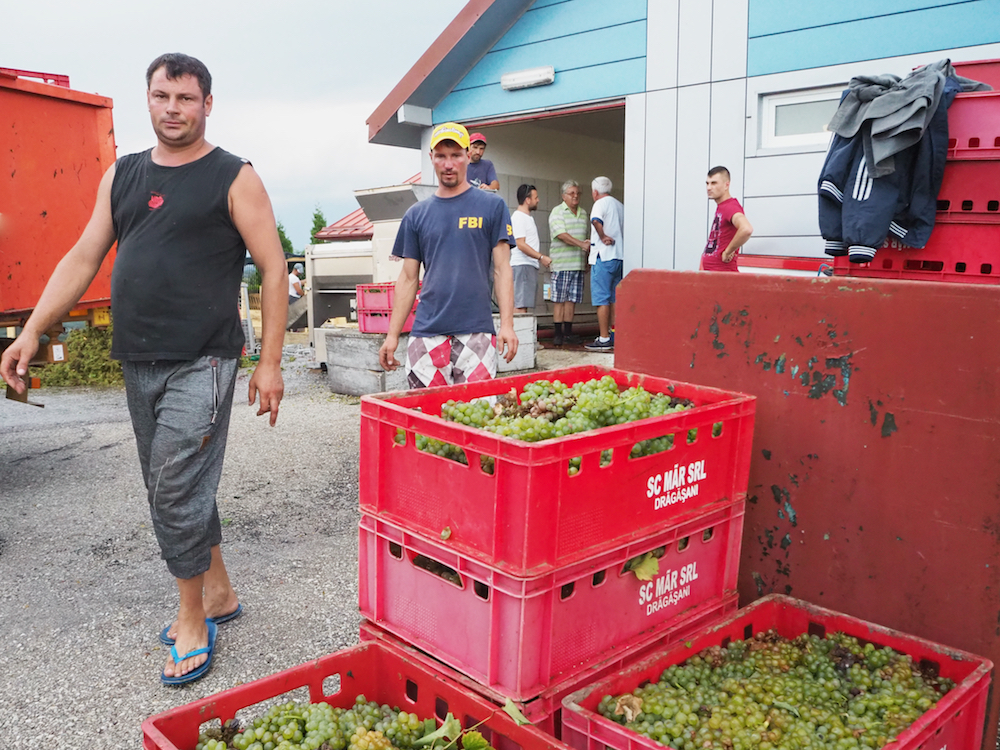 harvest at Casa Isarescu, Romanian wines
