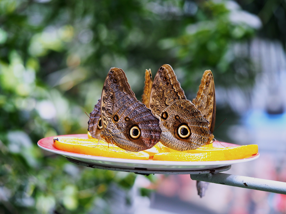 California Academy of Sciences, golden park musuems