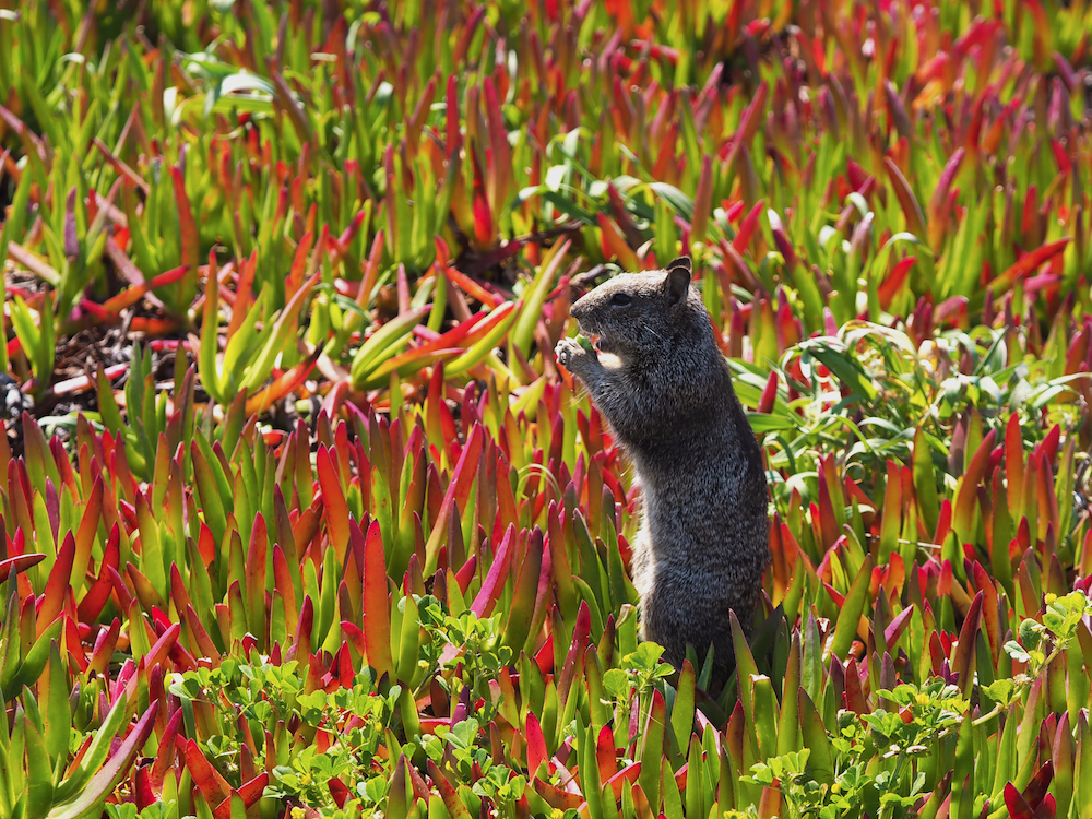 hiking north california, what to do in north california, mendocino highlights