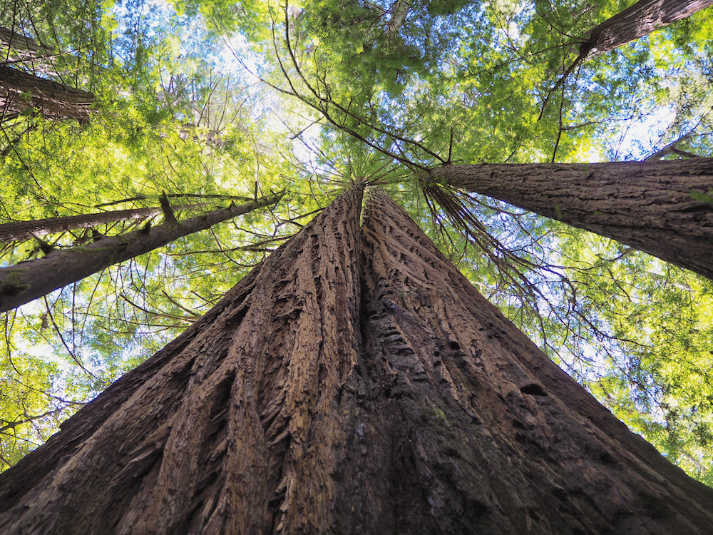 save the red woods, red woods north california, mendocino red wood forest