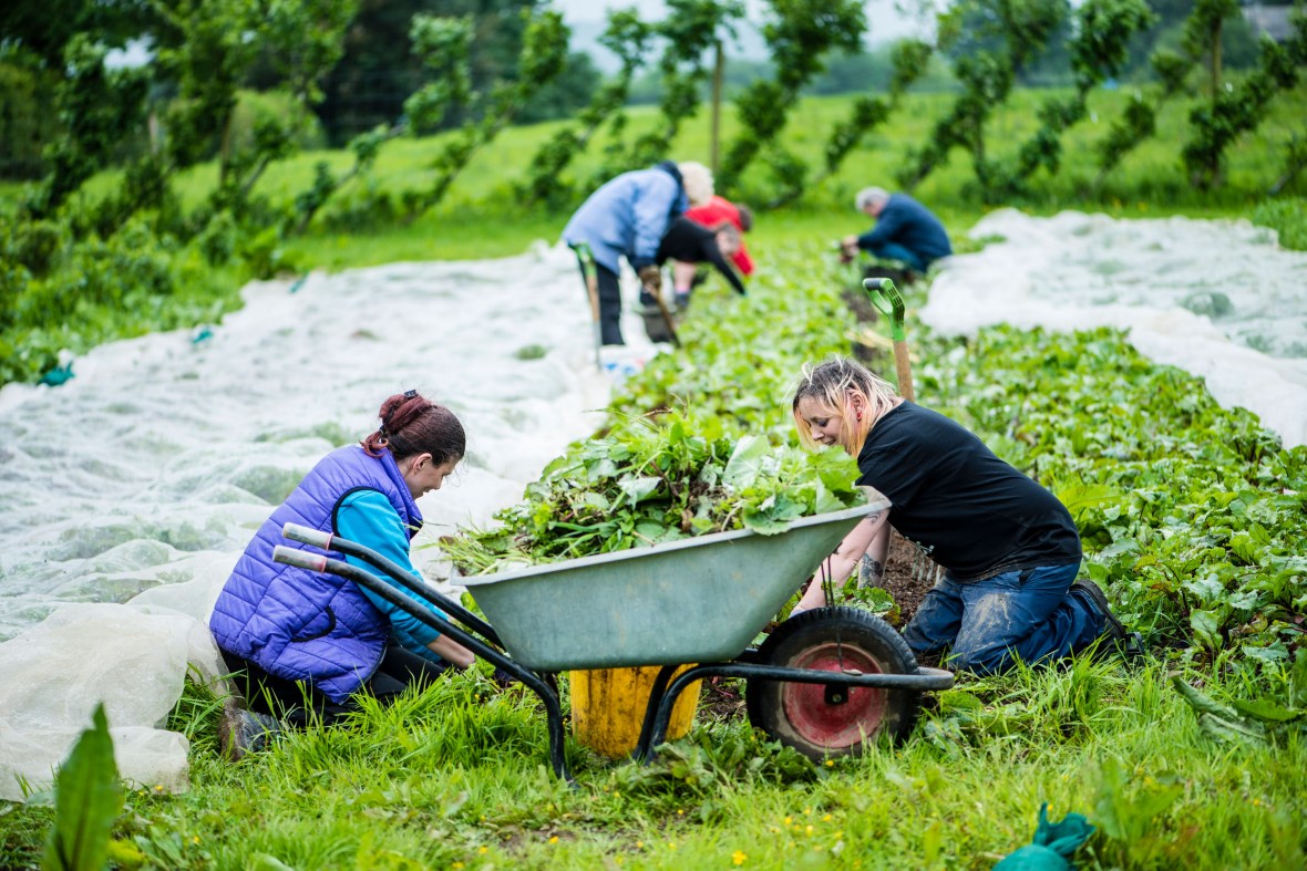 growing well, virgin wines