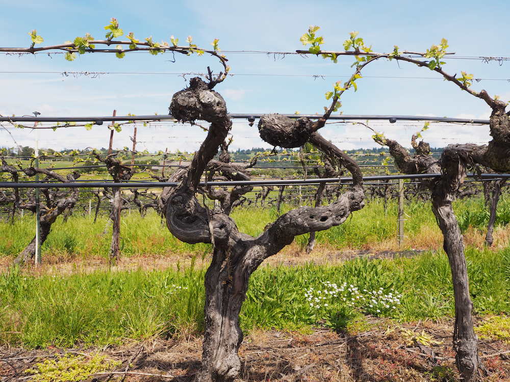 california wines, best napa valley wines, winebuyers, 