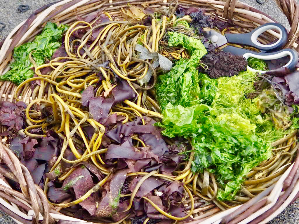 healthy food, seaweed recipes, how to pick seaweed