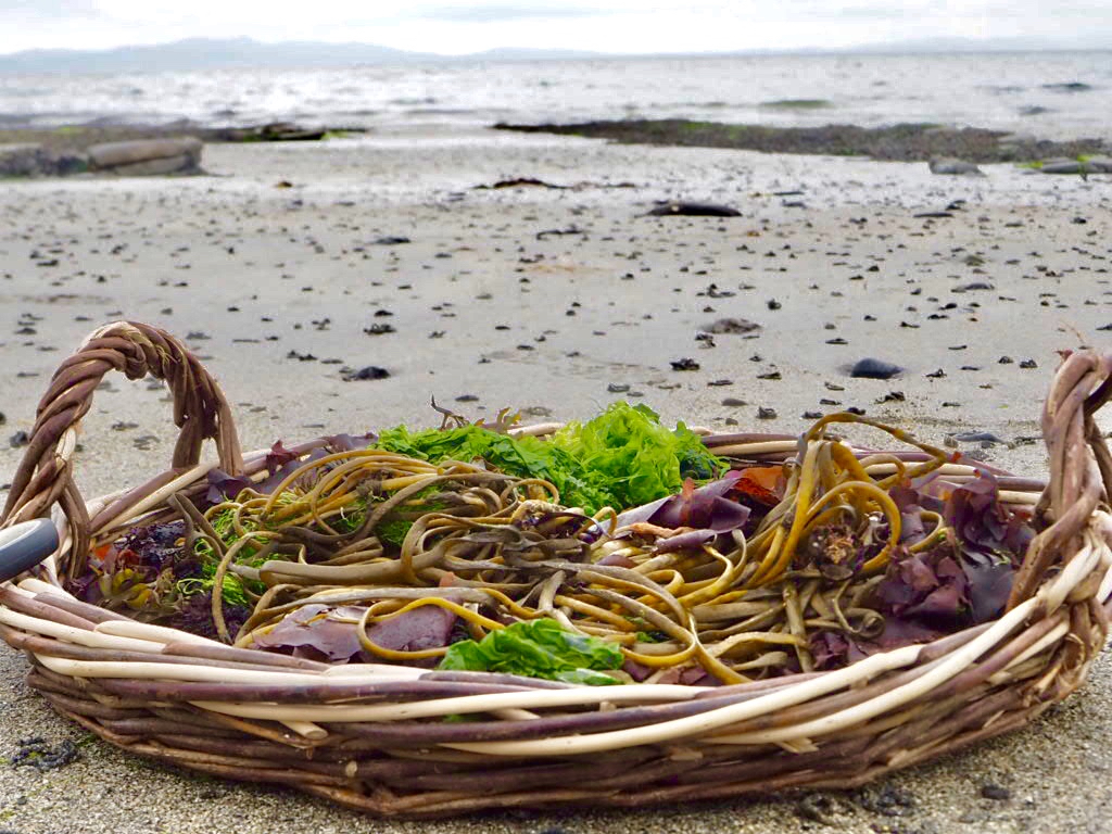 Seaweed Guru Hosts Walks and Cookery Classes in Western Ireland